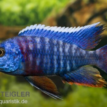 Aulonocara hansbaenschi - Red Flush Peacock Cichlid 8-9 cm