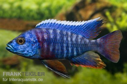 Aulonocara hansbaenschi - Red Flush Peacock Cichlid 8-9 cm