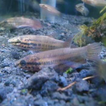 Betta picta- Java Mouthbrooder Betta ( In Pair) 3cm