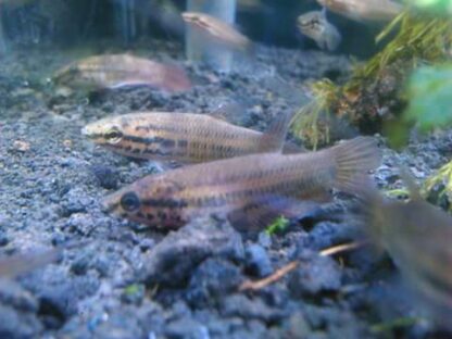 Betta picta- Java Mouthbrooder Betta ( In Pair) 3cm