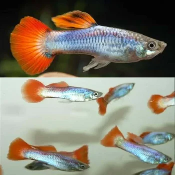 Poecilia reticulata- Fire Tail Guppy Male