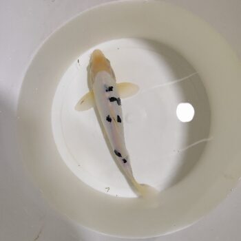Cyprinus carpio-  Bekko Koi