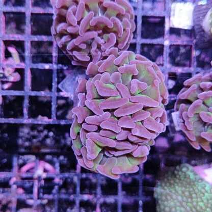 Euphyllia paraancora C52