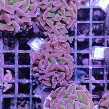 Euphyllia paraancora E79