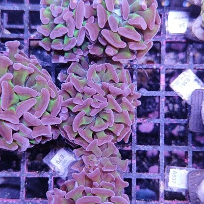 Euphyllia paraancora A529