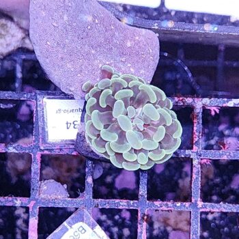 Euphyllia paraancora 34