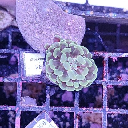 Euphyllia paraancora 34
