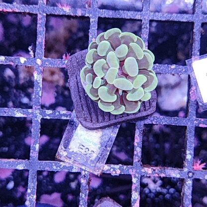 Euphyllia paraancora E98
