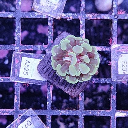 Euphyllia paraancora A525