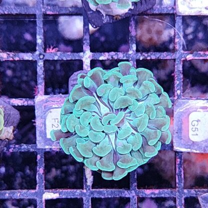 Euphyllia paraancora F23