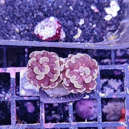 Euphyllia paraancora D51
