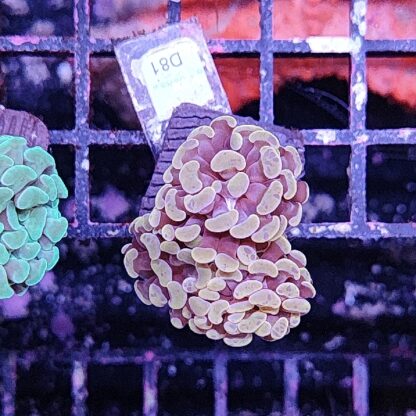 Euphyllia paraancora D81