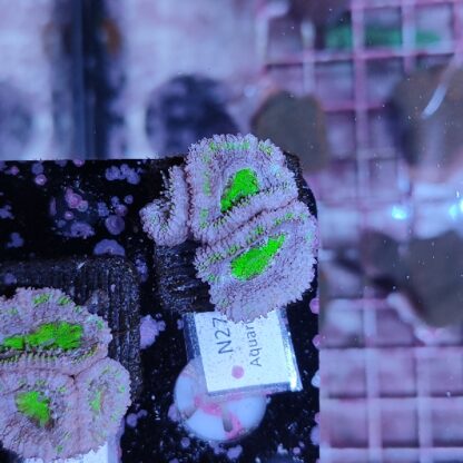 Acanthastrea N27