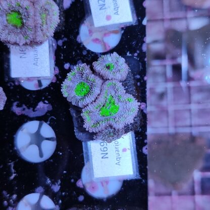 Acanthastrea N69