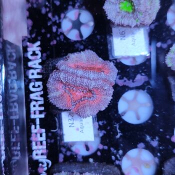 Acanthastrea N32