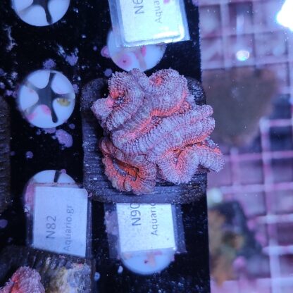 Acanthastrea N90