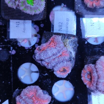 Acanthastrea N82