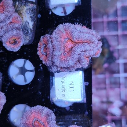 Acanthastrea N11