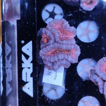 Acanthastrea N17