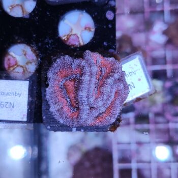 Acanthastrea N57