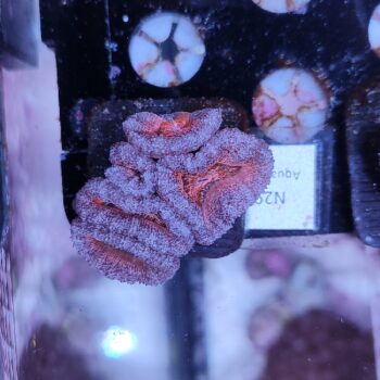 Acanthastrea N29