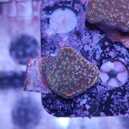 Montipora E46