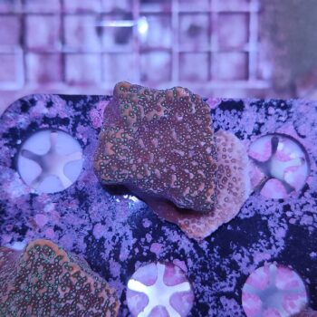 Montipora B574