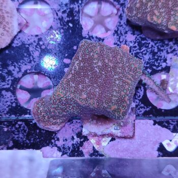 Montipora B565