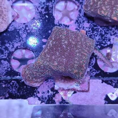 Montipora B565