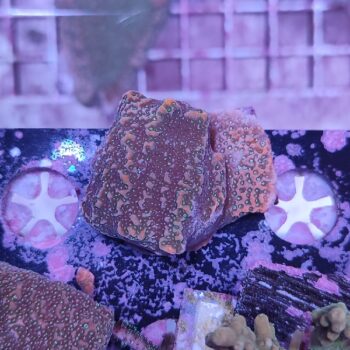 Montipora A521