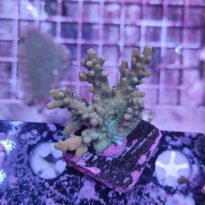 Acropora E82
