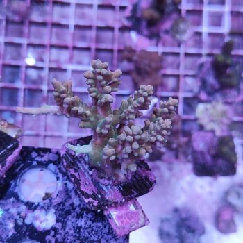 Acropora A545