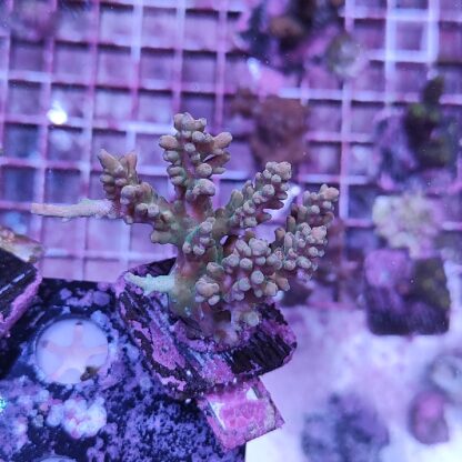 Acropora A545