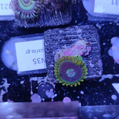 Zoanthus N35