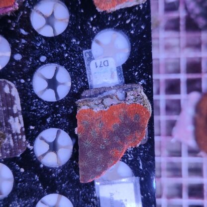Favites D71