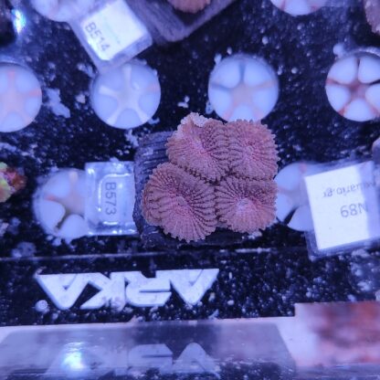 Favia B573