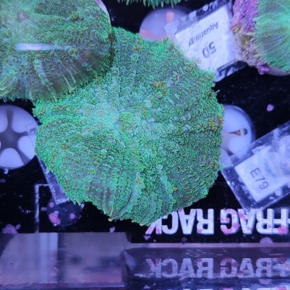 Rhodactis C70