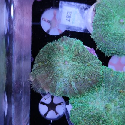Rhodactis A591