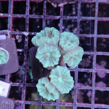 Caulastrea B591