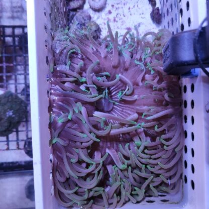 Macrodactyla doreensis (48764)