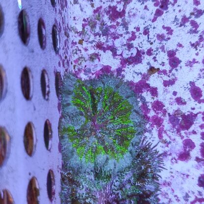 Stichodactyla tapetum-mini maxi carpet anemone 2 (48947)