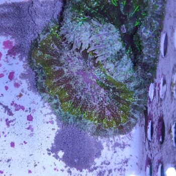 Stichodactyla tapetum-mini maxi carpet anemone 1 (48947)