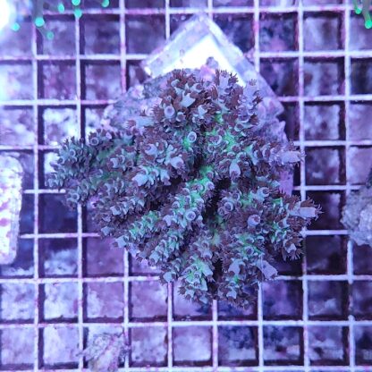 Acropora M12 (41394)