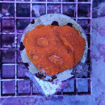 Acanthastrea bowerbanki M42 (50912)