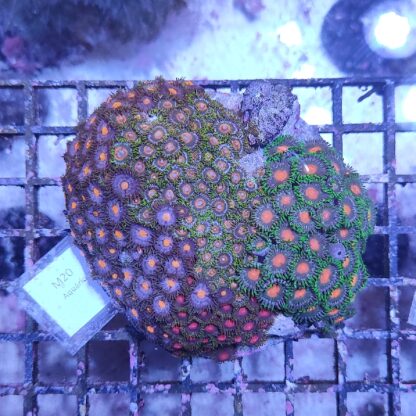 Zoanthus M20 (46822)