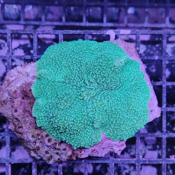 Rhodactis mussoides A43 (34400)