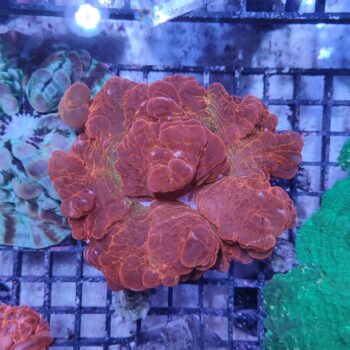 Indophyllia macassarensis (46875)