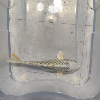 Cyprinus carpio-Gin Matsuba Koi 24-28cm