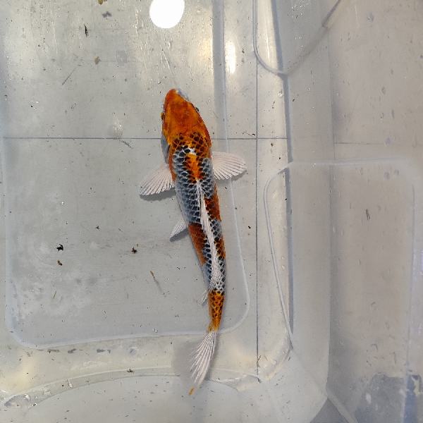 Ενυδρεία – Εξοπλισμός Ενυδρείων