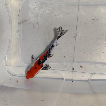 Cyprinus carpio- Kohaku Sanke Bekko Tancho Sanke Doitchu Koi